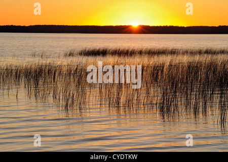 Canneti sul lago Mindemoya presso sunrise, Manitoulin è. Mindemoya, Ontario, Canada Foto Stock