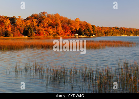 Canneti sul lago Mindemoya presso sunrise, Manitoulin è. Mindemoya, Ontario, Canada Foto Stock