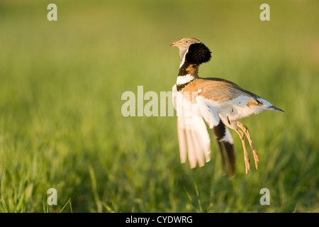 Gallina prataiola (Tetrax tetrax) maschio jumping per attirare l' attenzione della femmina. Lleida Secans (drylands) Foto Stock