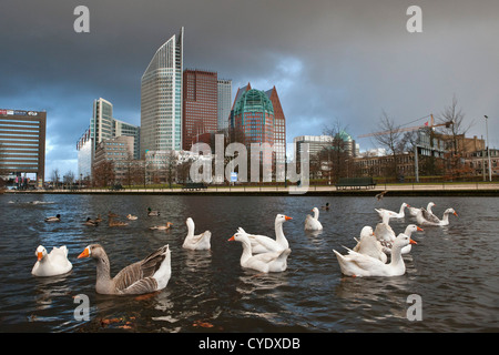 I Paesi Bassi, Den Haag (L'Aia), l'Aia, vista di architettura moderna. Principalmente i ministeri. Primo piano Il tame oche. Foto Stock