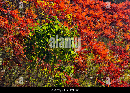 Sommacco stradale colony con basswood alberello, Manitoulin Island M'Chigeeng, Ontario, Canada Foto Stock