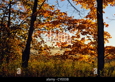 Woodlot in acero in autunno, Manitoulin è. , Ontario, Canada Foto Stock