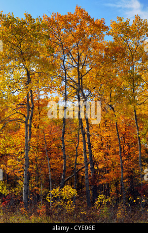 Woodlot in acero in autunno, Manitoulin è. , Ontario, Canada Foto Stock