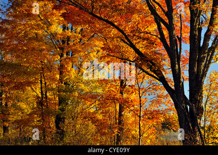 Woodlot in acero in autunno, Manitoulin è. , Ontario, Canada Foto Stock