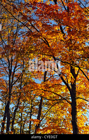 Woodlot in acero in autunno, Manitoulin è. , Ontario, Canada Foto Stock