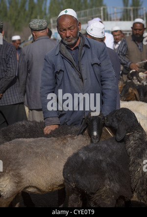 Uyghur uomini controllo bovini in Kashgar mercato animale, Xinjiang Uyghur Regione autonoma, Cina Foto Stock