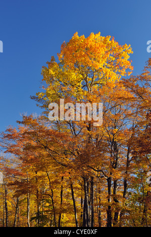 Woodlot in acero in autunno, Manitoulin è. , Ontario, Canada Foto Stock