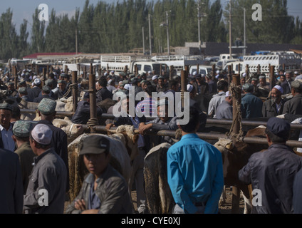 Uyghur uomini di Kashgar mercato animale, Xinjiang Uyghur Regione autonoma, Cina Foto Stock