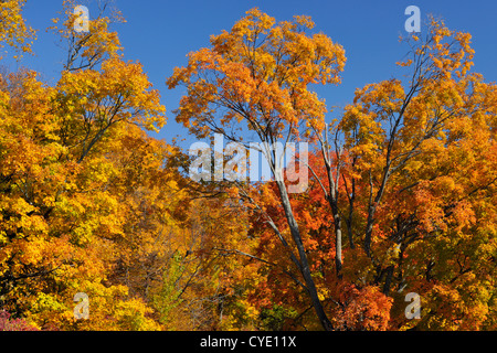 Woodlot in acero in autunno, Manitoulin è. , Ontario, Canada Foto Stock