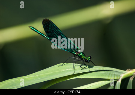 Bella libellula su una foglia Foto Stock