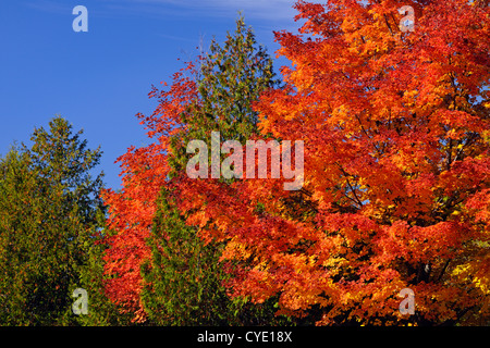 Woodlot in acero in autunno, con alberi di cedro, Manitoulin Island M'Chigeeng, Ontario, Canada Foto Stock