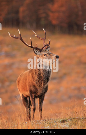 Regno Unito Scozia Red Deer Stag nelle Highlands scozzesi Foto Stock