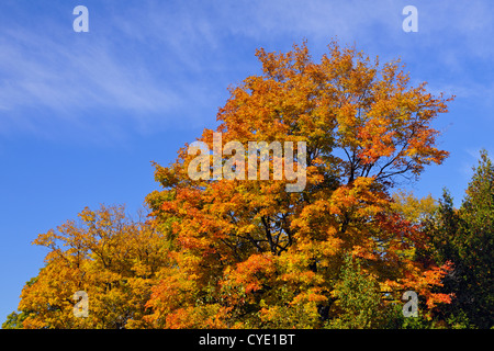 Woodlot in acero in autunno, in corrispondenza del bordo di un prato, Manitoulin Island M'Chigeeng, Ontario, Canada Foto Stock