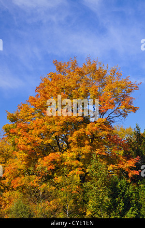 Woodlot in acero in autunno, in corrispondenza del bordo di un prato, Manitoulin Island M'Chigeeng, Ontario, Canada Foto Stock