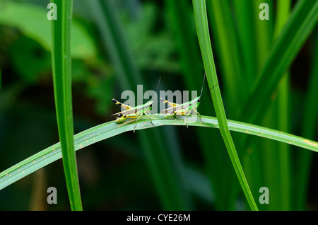 Bella grasshopper adulto seduto su erba in foresta thailandese Foto Stock