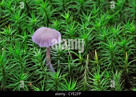 Amethyst deceiver fungo (Laccaria amethystina / Laccaria amethystea) tra il muschio nella foresta di autunno Foto Stock