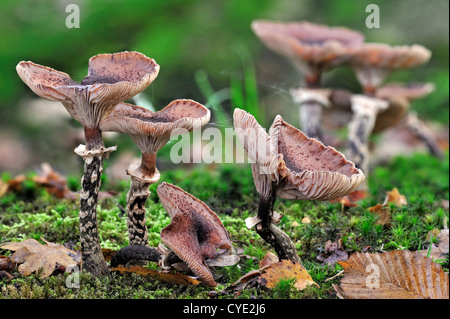 Funghi miele scuro (Armillaria solidifica / Armillaria ostoyae) sul pavimento della foresta in autunno Foto Stock