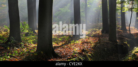 Sunray brilla attraverso di latifoglie con la foresta di faggi in autunno colori a sunrise crea un'atmosfera tranquilla Foto Stock