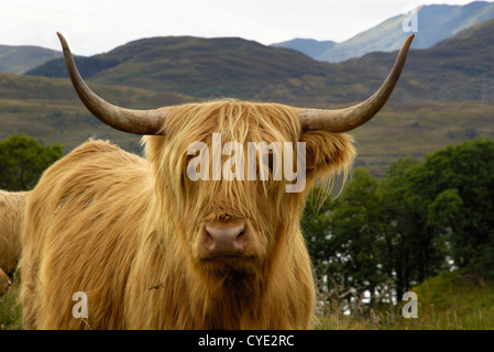 Highland bovini al di sopra di Loch Katrine, Loch Lomond e il Trossachs National Park, Stirling, Scozia Foto Stock