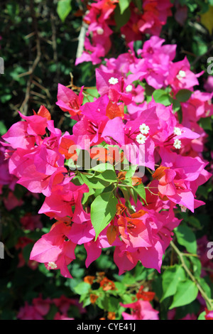 Rosa o viola Bougainvillea spectabilis Foto Stock