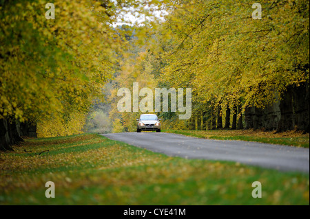 Unica vettura essendo condotta lungo il tiglio avenue a Clumber Park, Nottinghamshire, Inghilterra durante l'autunno. Foto Stock