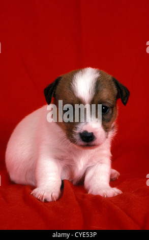 Jack Russell cucciolo sulla coperta di rosso Foto Stock