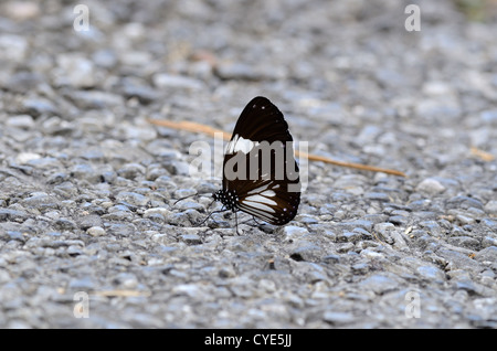 Bellissima Gazza Crow butterfly (Euploea radamanthus) sulla strada via Foto Stock