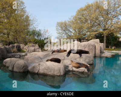 Zoo del Bronx. Foto Stock