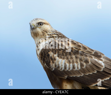 Rough-zampe ritratto Hawk, Western Montana Foto Stock