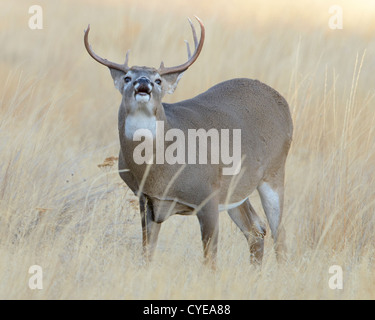 Curling a labbro bianco-tailed buck, Missoula, Montana Foto Stock