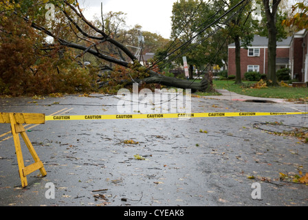 Alberi e linee di alimentazione allettate dall uragano Sandy in una nuova città di Jersey. Foto Stock