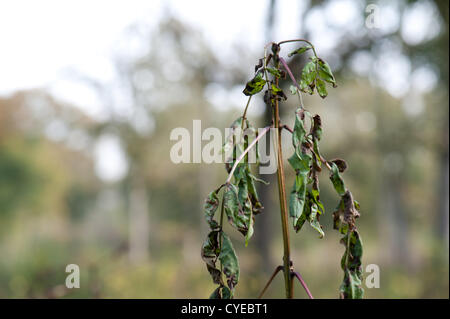 Sintomi precoci di deperimento di cenere sul giovane ceduo di cenere in Wayland legno, Norfolk Foto Stock