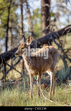 Femmina selvatica Mule Deer Odocoileus hemionus in un bosco di impostazione, Bryce Canyon NP, Utah Foto Stock