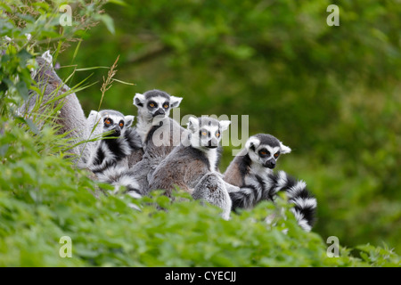 Gruppo di lemuri sedersi insieme in habitat naturale Foto Stock