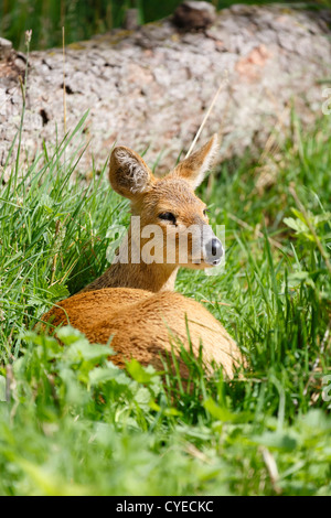 Acqua cinese deer (Hydropotes inermis inermis) nel selvaggio Foto Stock