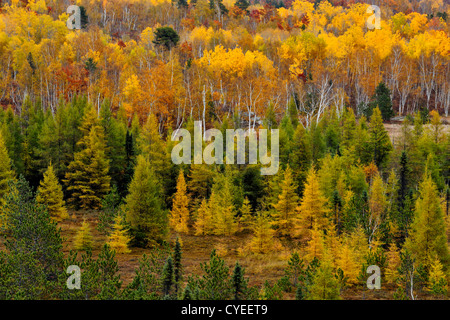 Valle di conifere e di betulle in autunno, maggiore Sudbury, Ontario, Canada Foto Stock