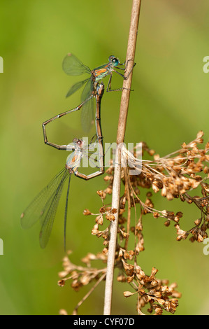 Coniugata ruota di Willow Emerald Damselflies (Lestes viridis), famiglia Lestidae, Svizzera Foto Stock