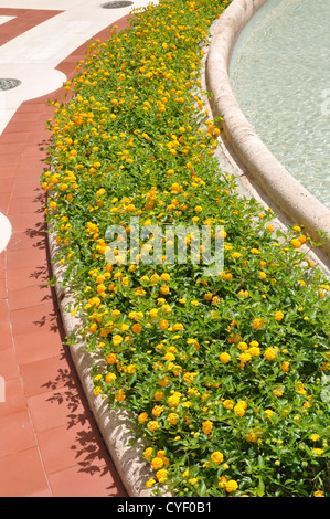 Fiori nel nella città termale di Montecatini Terme Italia Foto Stock