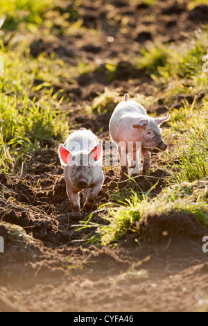 I Paesi Bassi, Kortenhoef, suini. I suinetti. Foto Stock