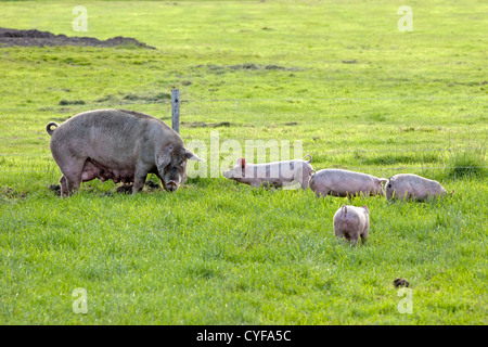 I Paesi Bassi, Kortenhoef, di suinetti e di seminare. Foto Stock