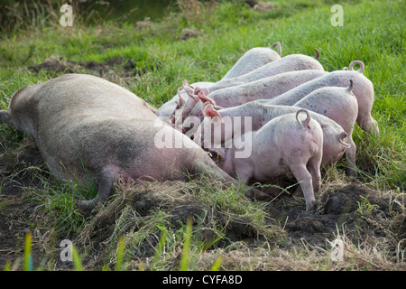 I Paesi Bassi, Kortenhoef, di suinetti di bere. Foto Stock