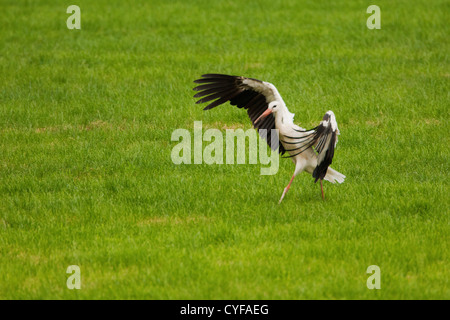 I Paesi Bassi, 's-Graveland, cicogne comune. Foto Stock