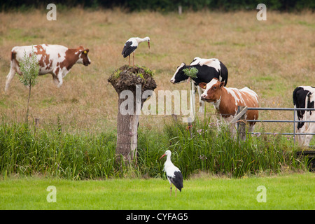 I Paesi Bassi, 's-Graveland, tenuta rurale chiamato Hilverbeek. Cicogne comune e vacche.. Foto Stock