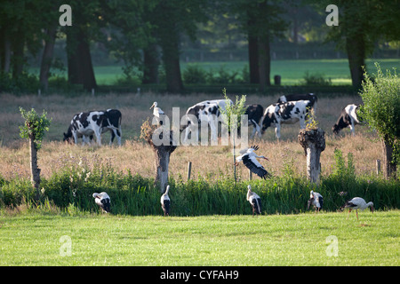 I Paesi Bassi, 's-Graveland, tenuta rurale chiamato Hilverbeek. Cicogne comune e vacche.. Foto Stock