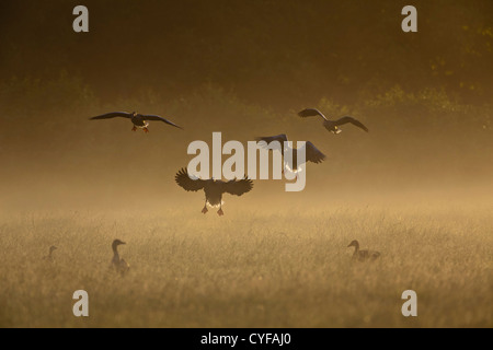 Tenuta rurale chiamato Spanderswoud. Graylag oche (anche ortografato Graylag negli Stati Uniti), Anser anser, lo sbarco. Foto Stock