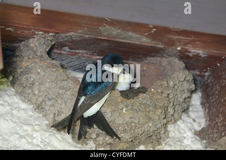 Casa Martin (Delichon urbica), nidificazione Foto Stock