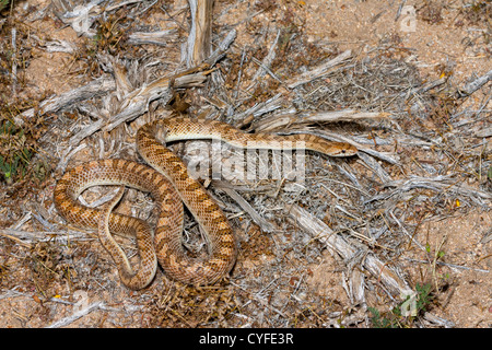 Serpente lucida Arizona elegans candida Borrego Springs, California, Stati Uniti 15 Maggio adulto Colubridae Mohave serpente lucido Foto Stock