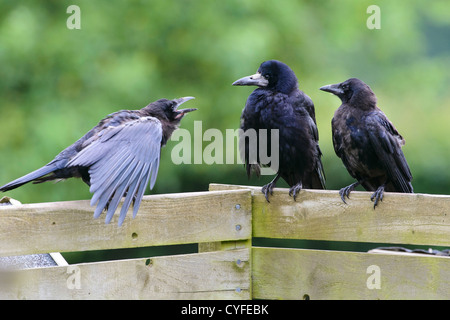 Rook (Corvus frugilegus), con i giovani Foto Stock