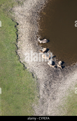 I Paesi Bassi, Hilvarenbeek. Lo zoo di fauna selvatica chiamato parco safari Beekse Bergen. Vietnamita cervi sika appoggiata. Antenna. Foto Stock