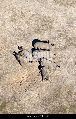 I Paesi Bassi, Hilvarenbeek. Lo zoo di fauna selvatica chiamato parco safari Beekse Bergen. Rinoceronti in appoggio. Antenna. Foto Stock